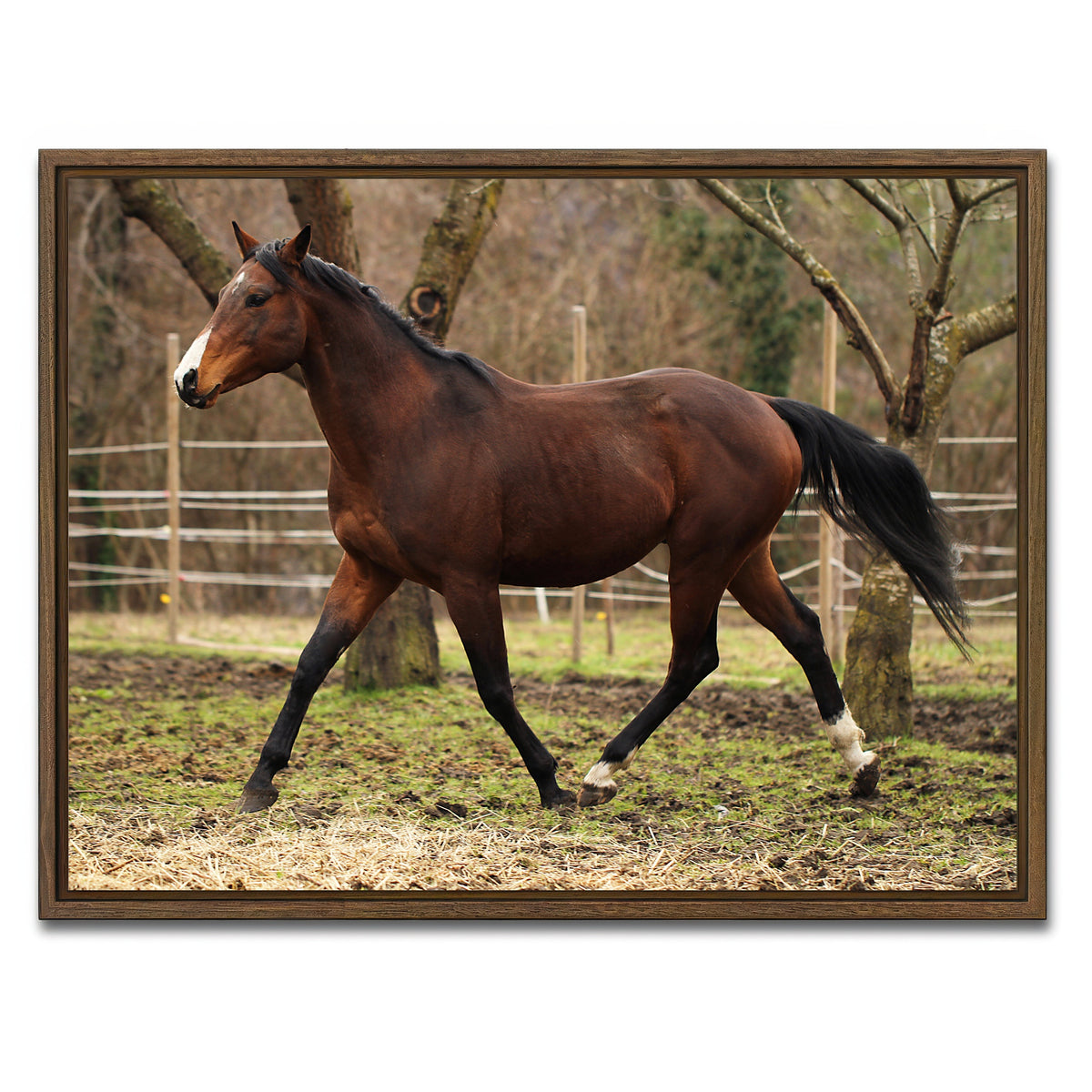 AUTO-MOCKUP WHITE | American quarter horse stallion | 1 Piece | Walnut Framed Canvas | group=4x3