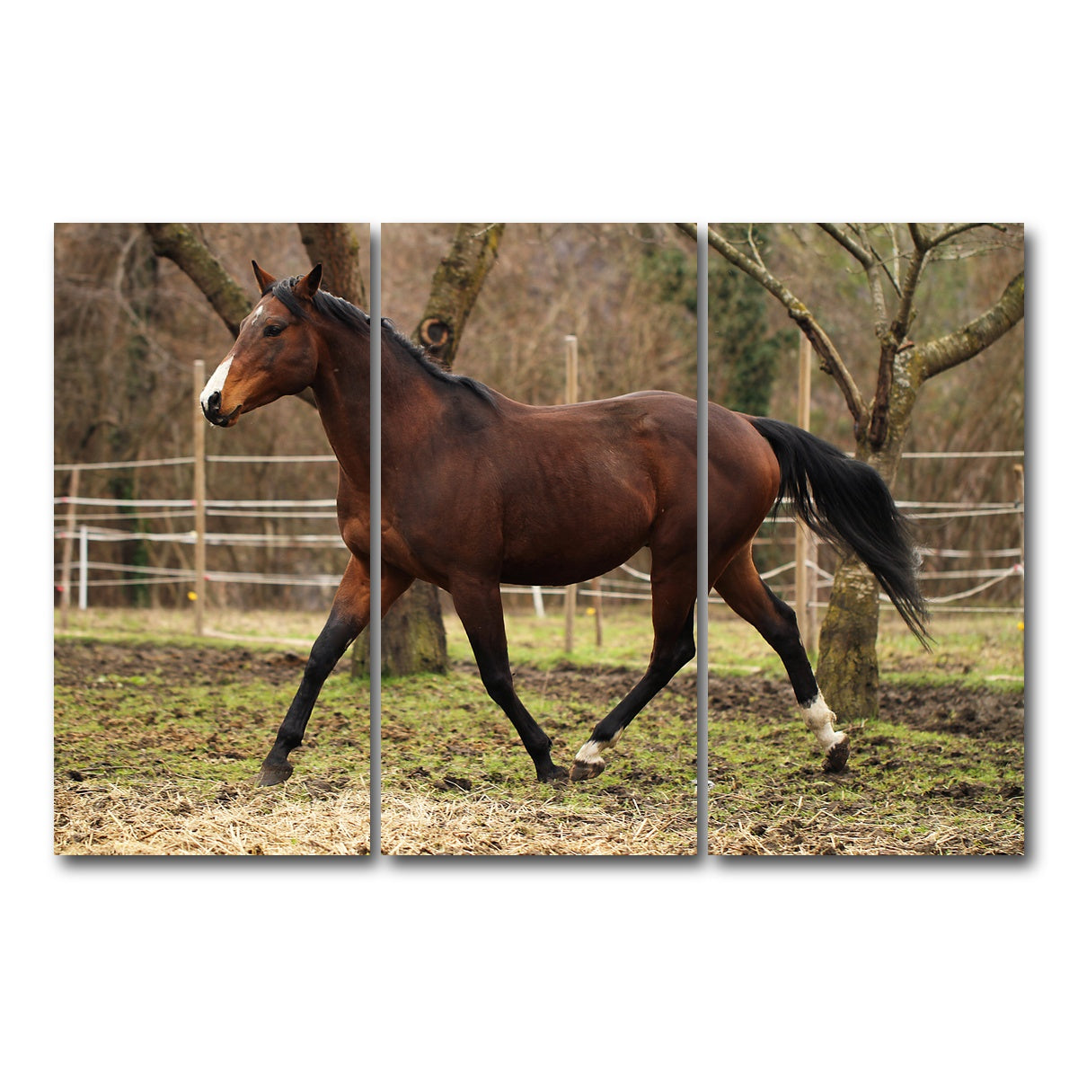 AUTO-MOCKUP WHITE | American quarter horse stallion | 3 Piece | Gallery Wrap Canvas | group=12x24