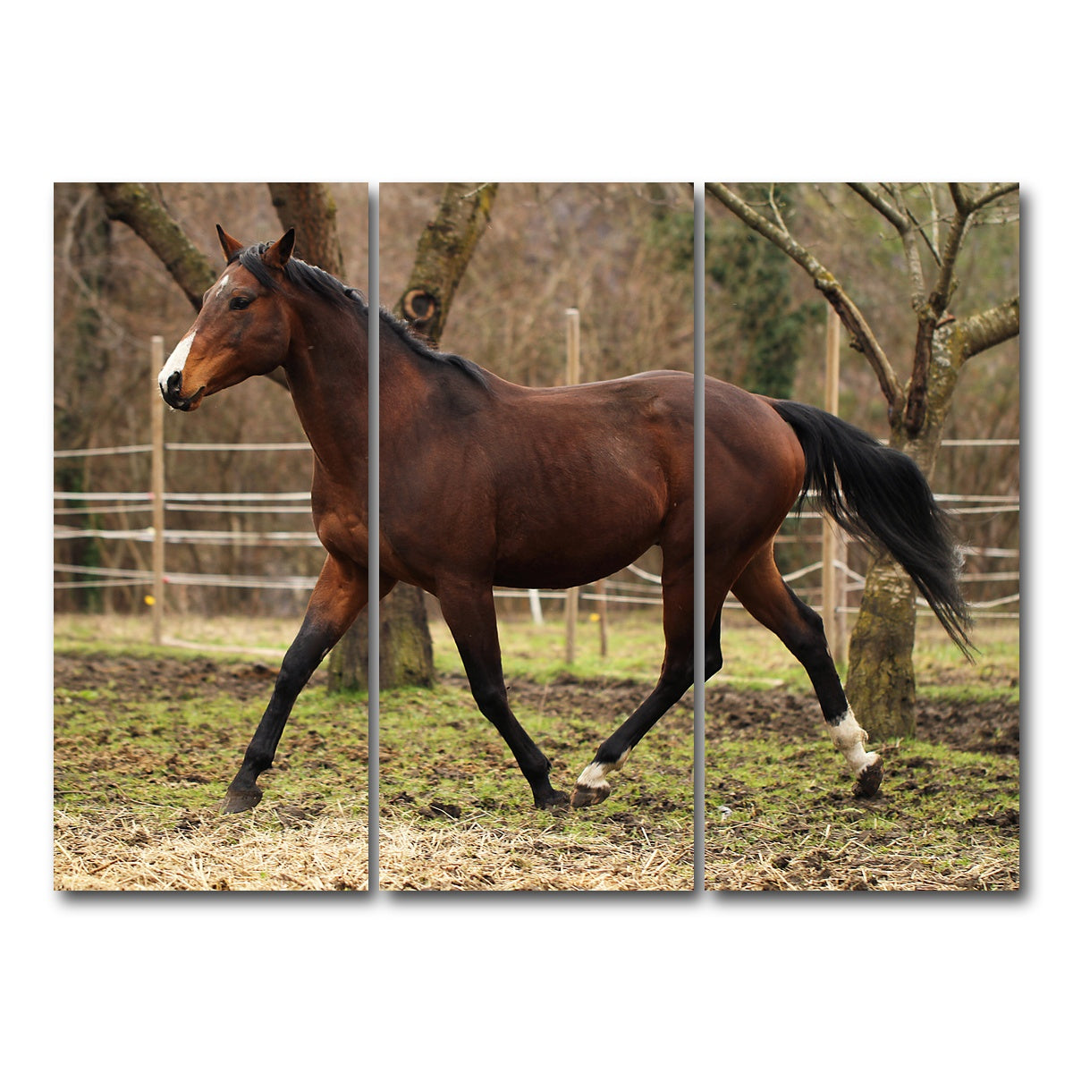AUTO-MOCKUP WHITE | American quarter horse stallion | 3 Piece | Gallery Wrap Canvas | group=8x18