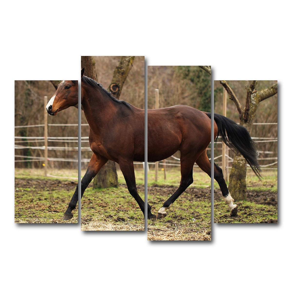 AUTO-MOCKUP WHITE | American quarter horse stallion | 4 Piece | Gallery Wrap Canvas | group=4_normal