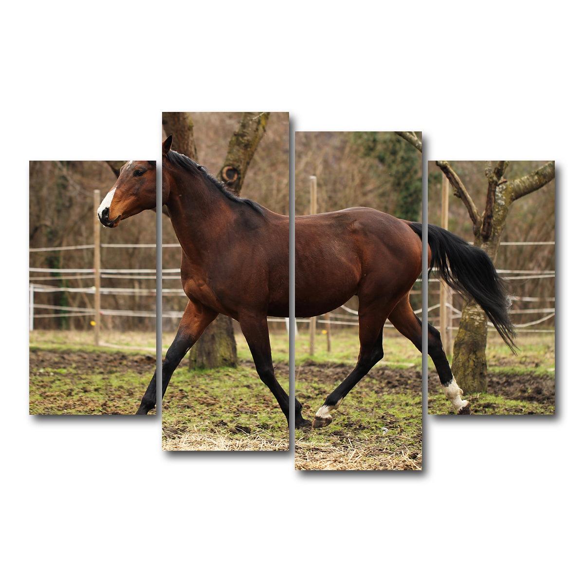 AUTO-MOCKUP WHITE | American quarter horse stallion | 4 Piece | Gallery Wrap Canvas | group=4_short