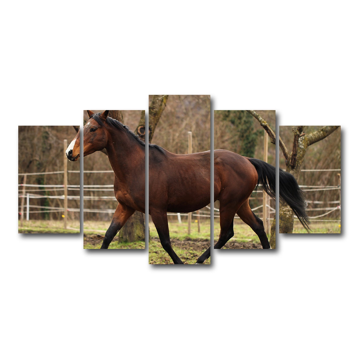 AUTO-MOCKUP WHITE | American quarter horse stallion | 5 Piece | Gallery Wrap Canvas | group=5_normal