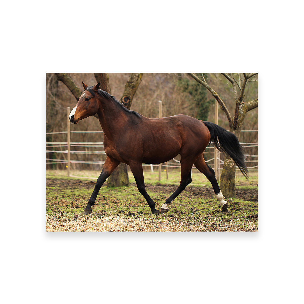 American Quarter Horse Stallion