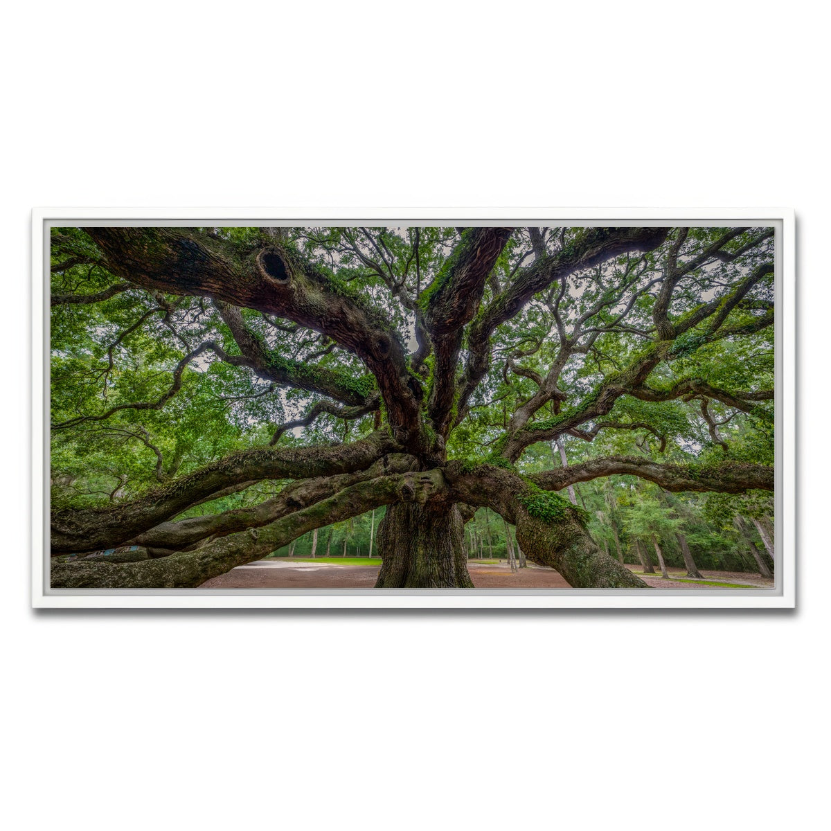 AUTO-MOCKUP WHITE | Angel Oak | 1 Piece | White Framed Canvas | group=2x1