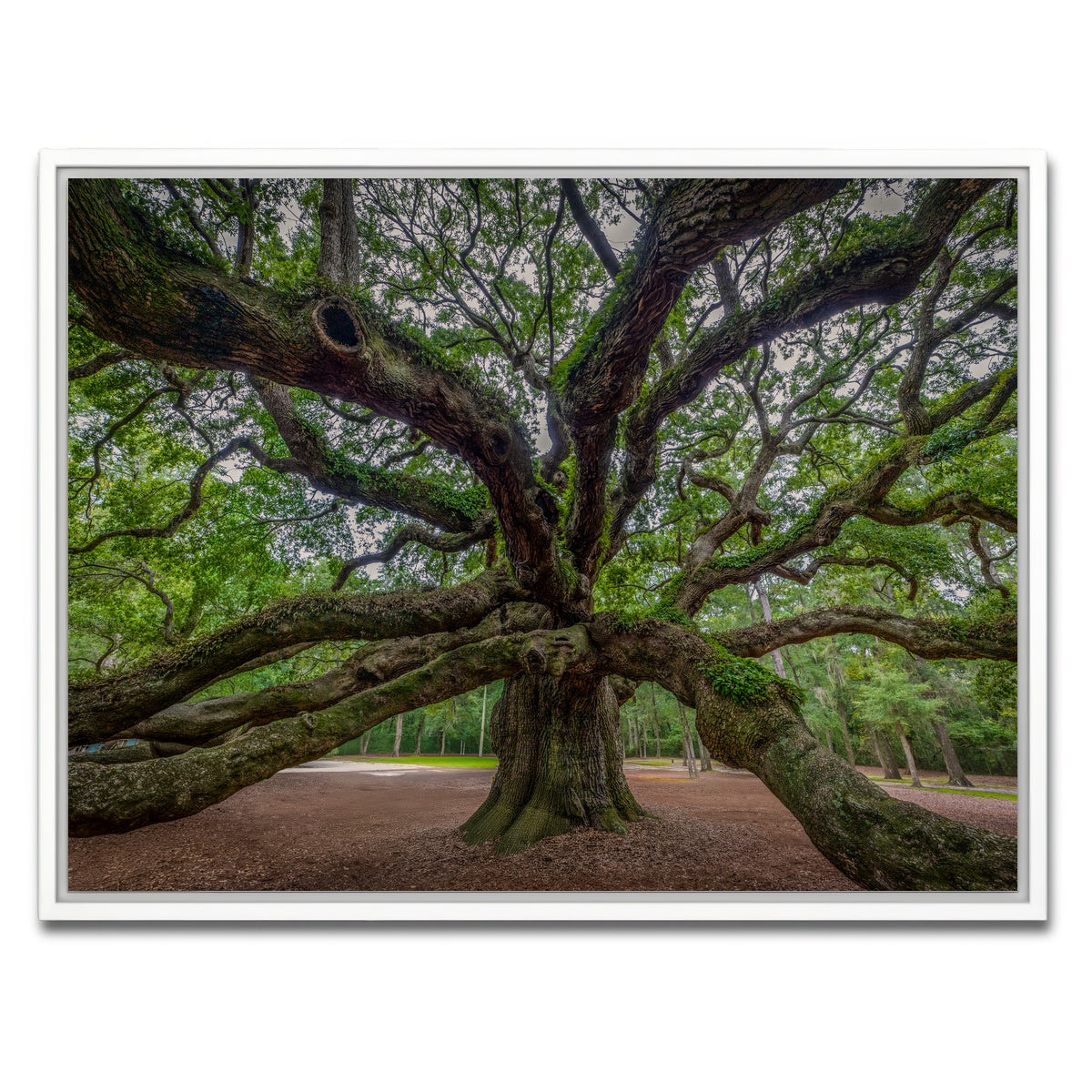 AUTO-MOCKUP WHITE | Angel Oak | 1 Piece | White Framed Canvas | group=4x3