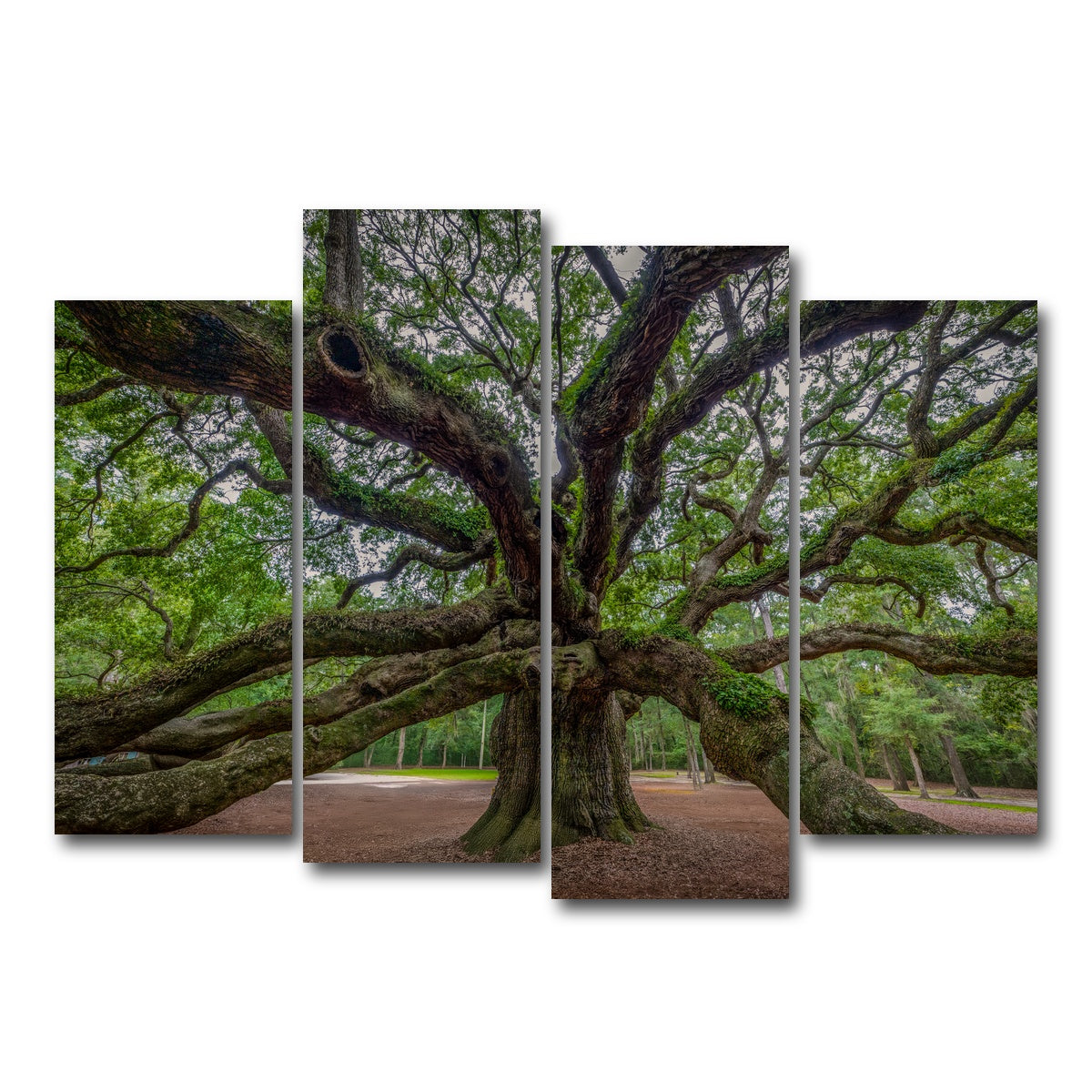 AUTO-MOCKUP WHITE | Angel Oak | 4 Piece | Gallery Wrap Canvas | group=4_normal