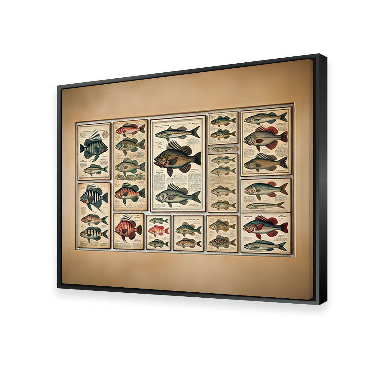 Antique fish illustrations Wall Art