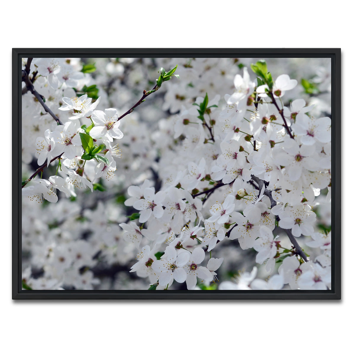 AUTO-MOCKUP WHITE | Apple Tree Blossoms | 1 Piece | Black Framed Canvas | group=4x3