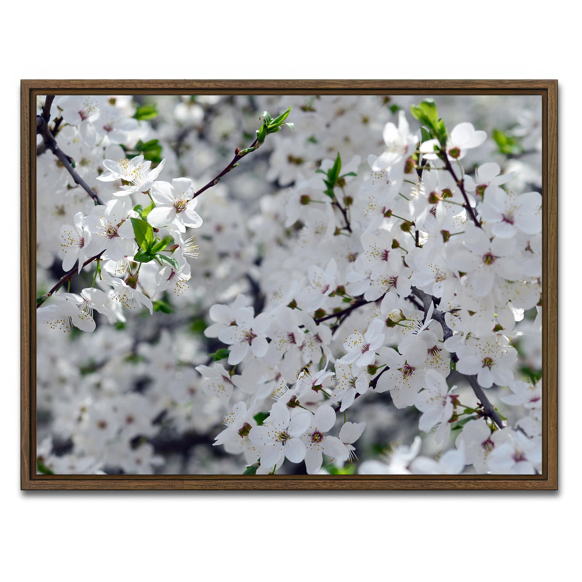 AUTO-MOCKUP WHITE | Apple Tree Blossoms | 1 Piece | Walnut Framed Canvas | group=4x3