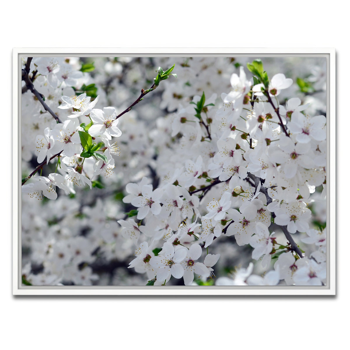 AUTO-MOCKUP WHITE | Apple Tree Blossoms | 1 Piece | White Framed Canvas | group=4x3