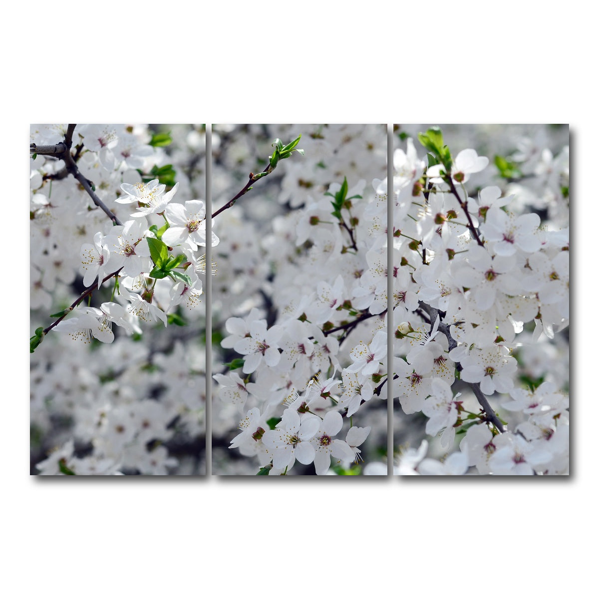 AUTO-MOCKUP WHITE | Apple Tree Blossoms | 3 Piece | Gallery Wrap Canvas | group=12x24
