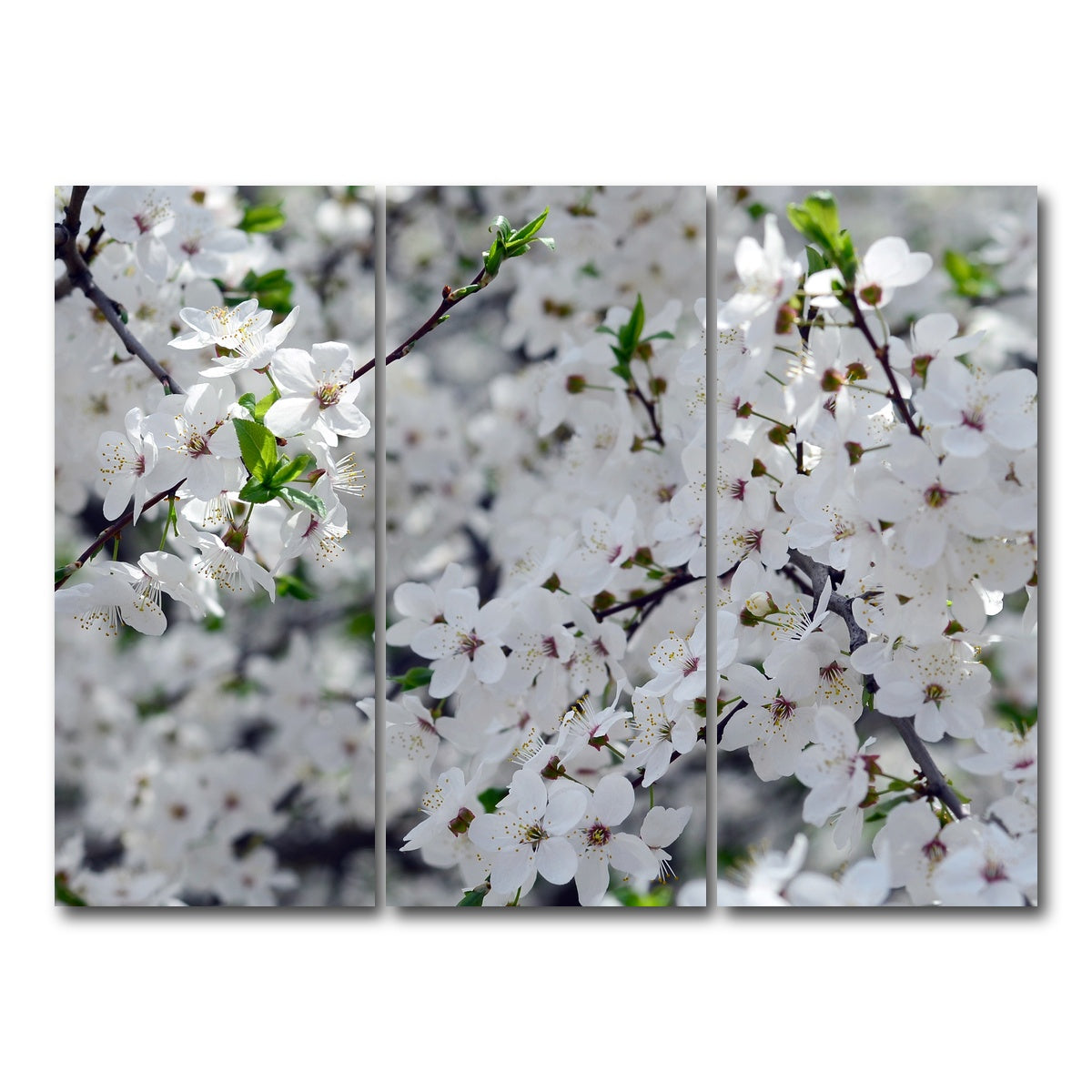 AUTO-MOCKUP WHITE | Apple Tree Blossoms | 3 Piece | Gallery Wrap Canvas | group=8x18