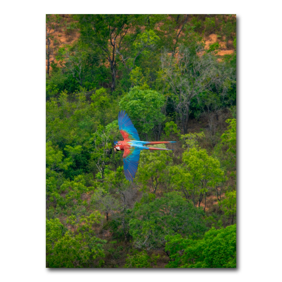 AUTO-MOCKUP WHITE | Arara | 1 Piece | Gallery Wrap Canvas | group=3x4