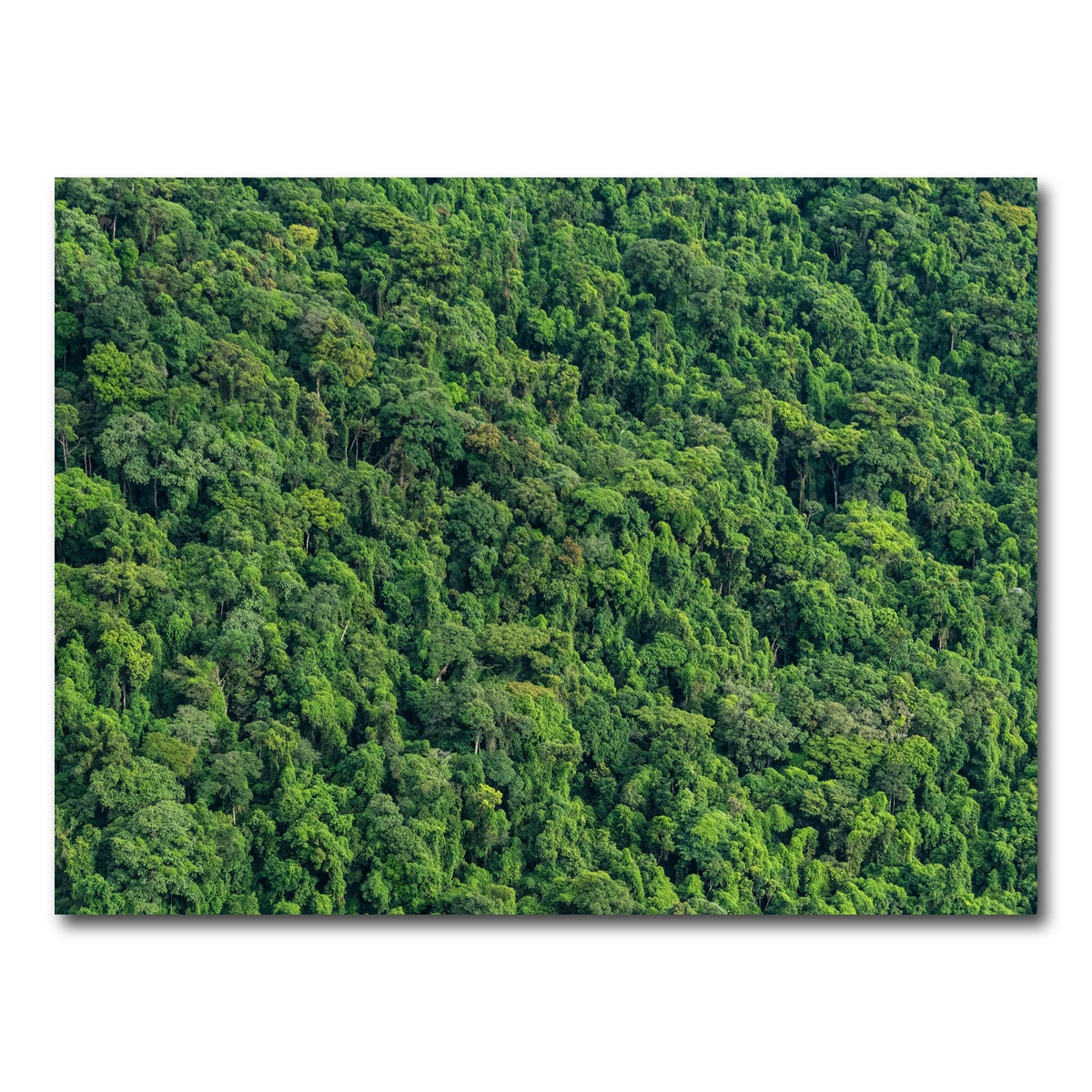 AUTO-MOCKUP WHITE | Atlantic Forest | 1 Piece | Gallery Wrap Canvas | group=4x3