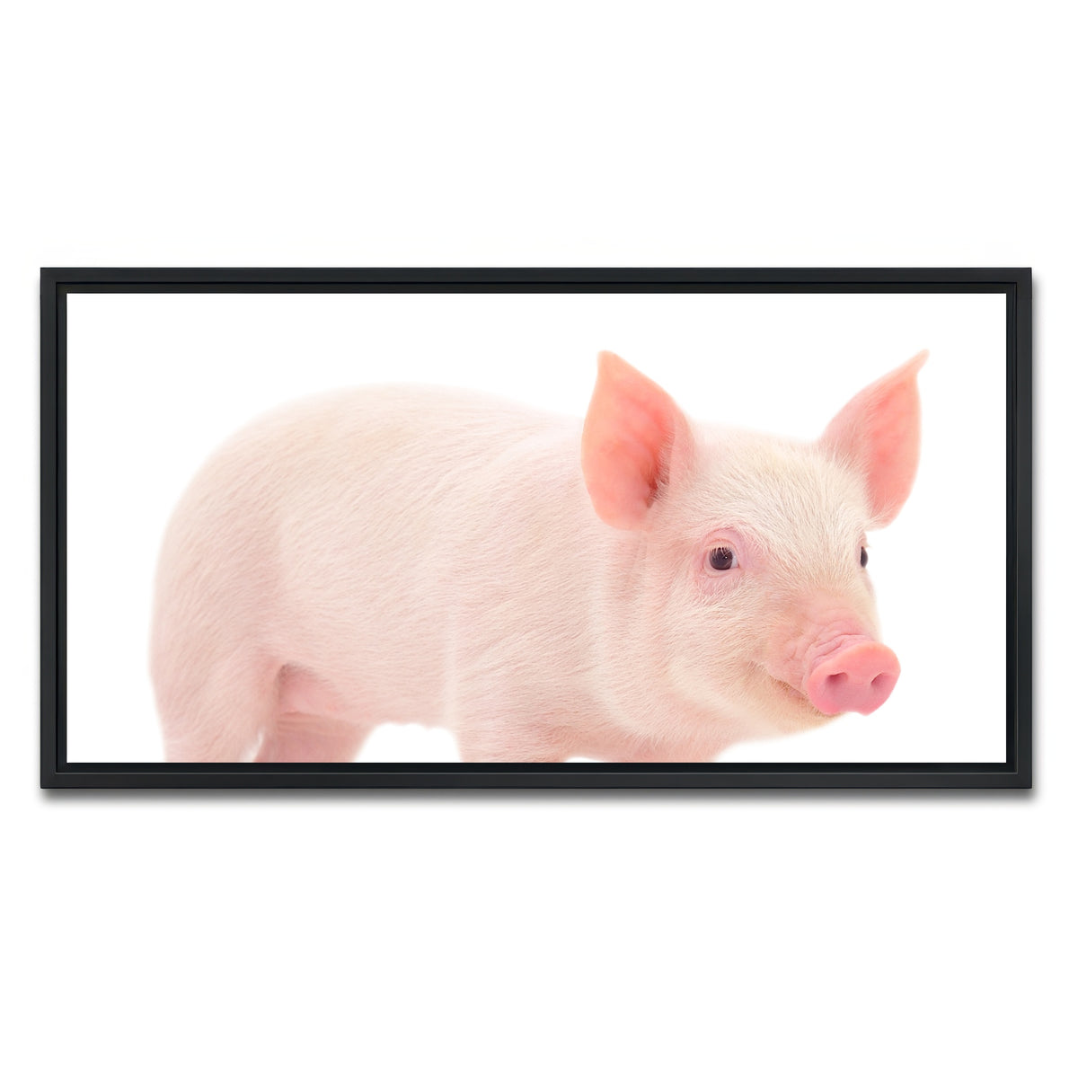AUTO-MOCKUP WHITE | Baby Pig | 1 Piece | Black Framed Canvas | group=2x1