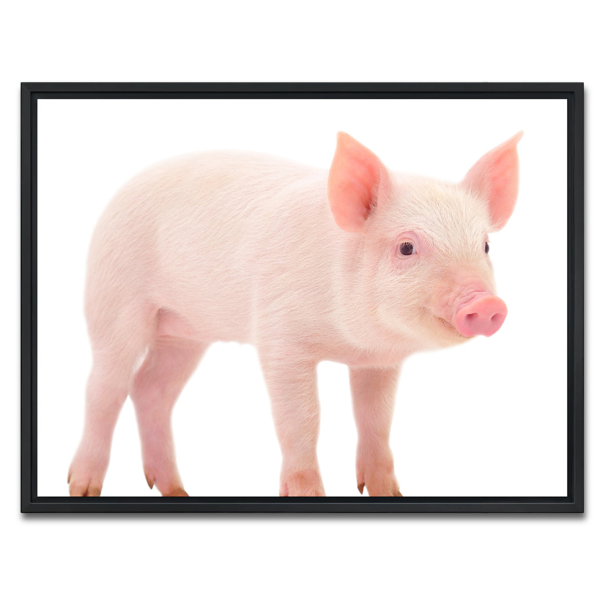 AUTO-MOCKUP WHITE | Baby Pig | 1 Piece | Black Framed Canvas | group=4x3