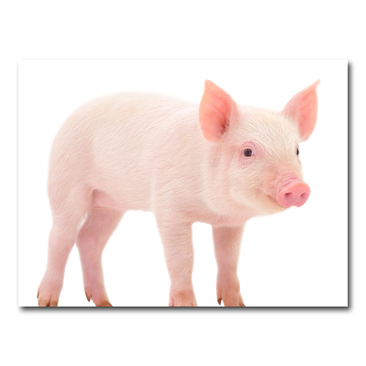 AUTO-MOCKUP WHITE | Baby Pig | 1 Piece | Gallery Wrap Canvas | group=4x3