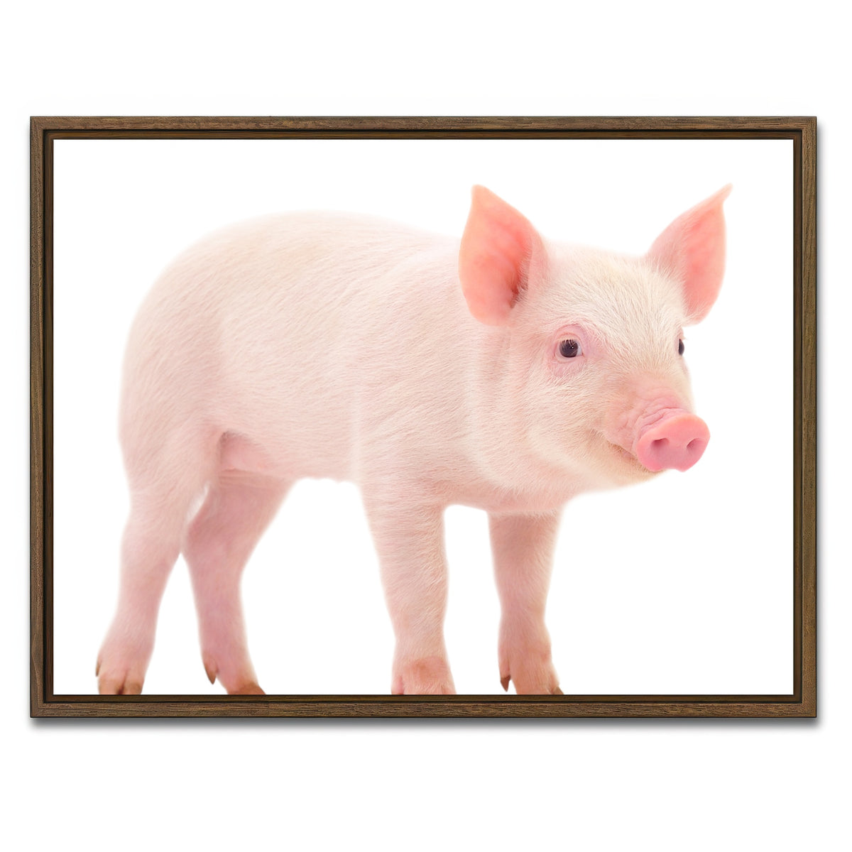 AUTO-MOCKUP WHITE | Baby Pig | 1 Piece | Walnut Framed Canvas | group=4x3