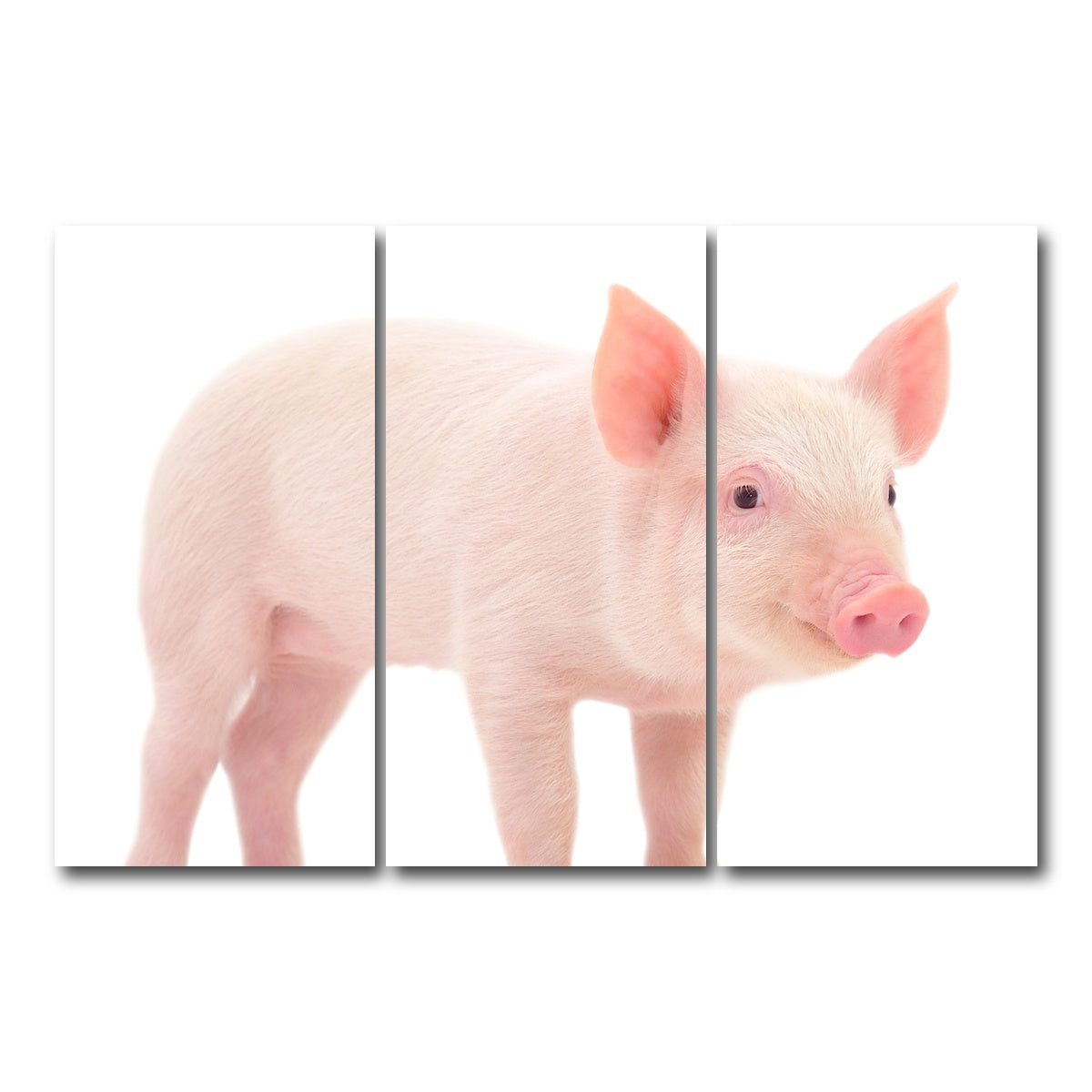 AUTO-MOCKUP WHITE | Baby Pig | 3 Piece | Gallery Wrap Canvas | group=12x24