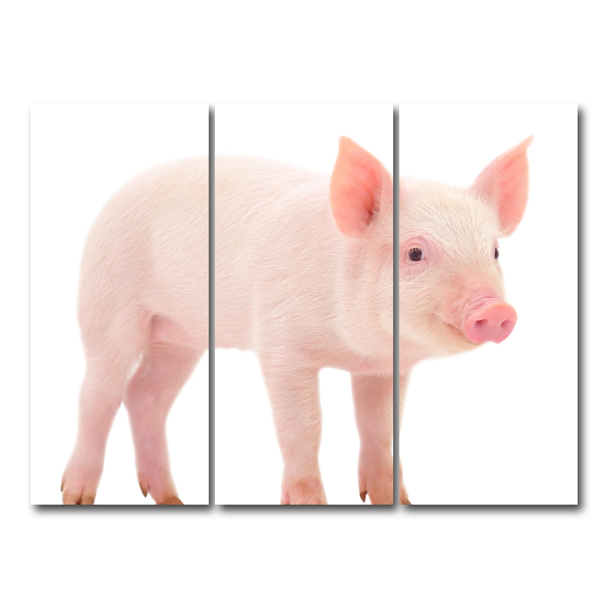 AUTO-MOCKUP WHITE | Baby Pig | 3 Piece | Gallery Wrap Canvas | group=8x18