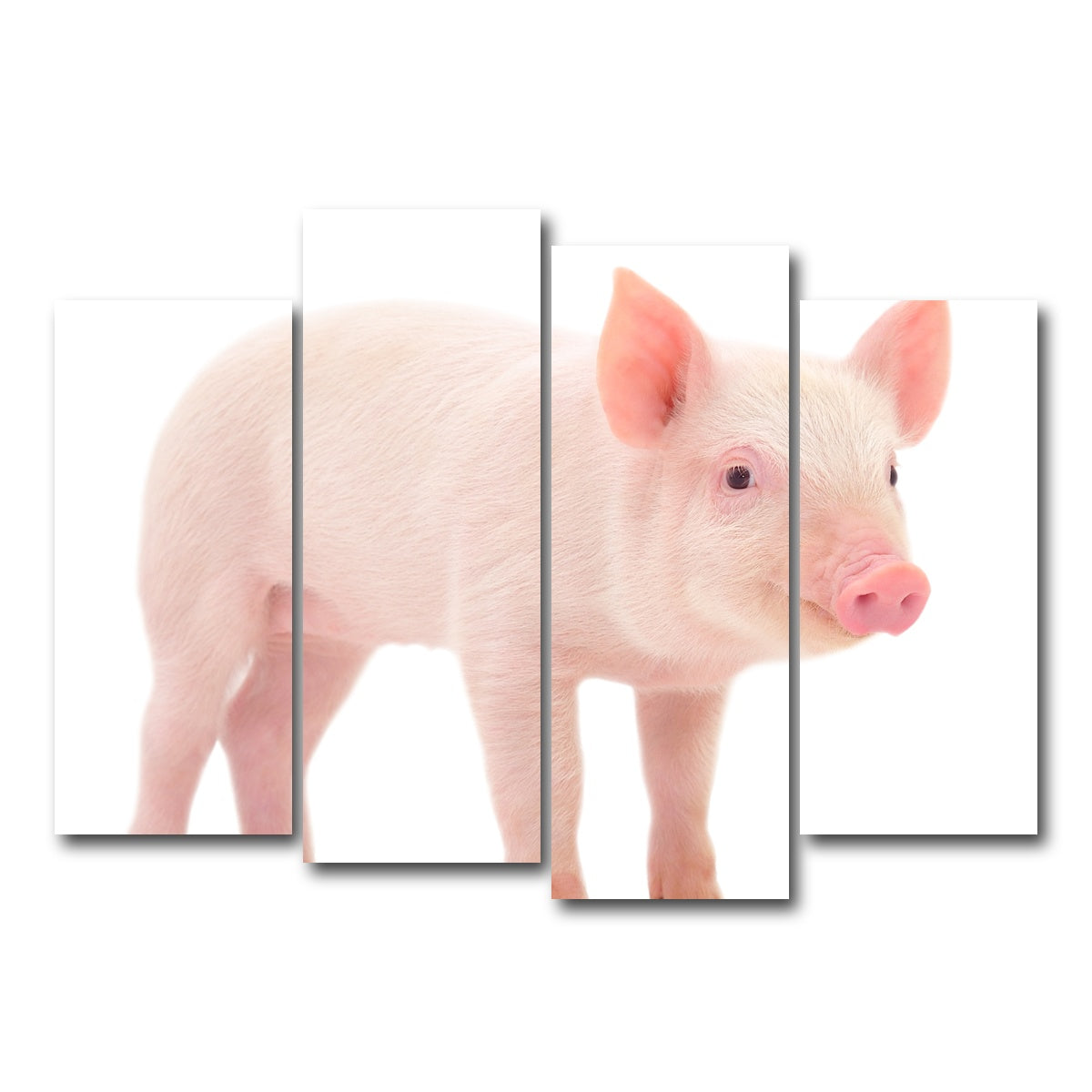 AUTO-MOCKUP WHITE | Baby Pig | 4 Piece | Gallery Wrap Canvas | group=4_normal