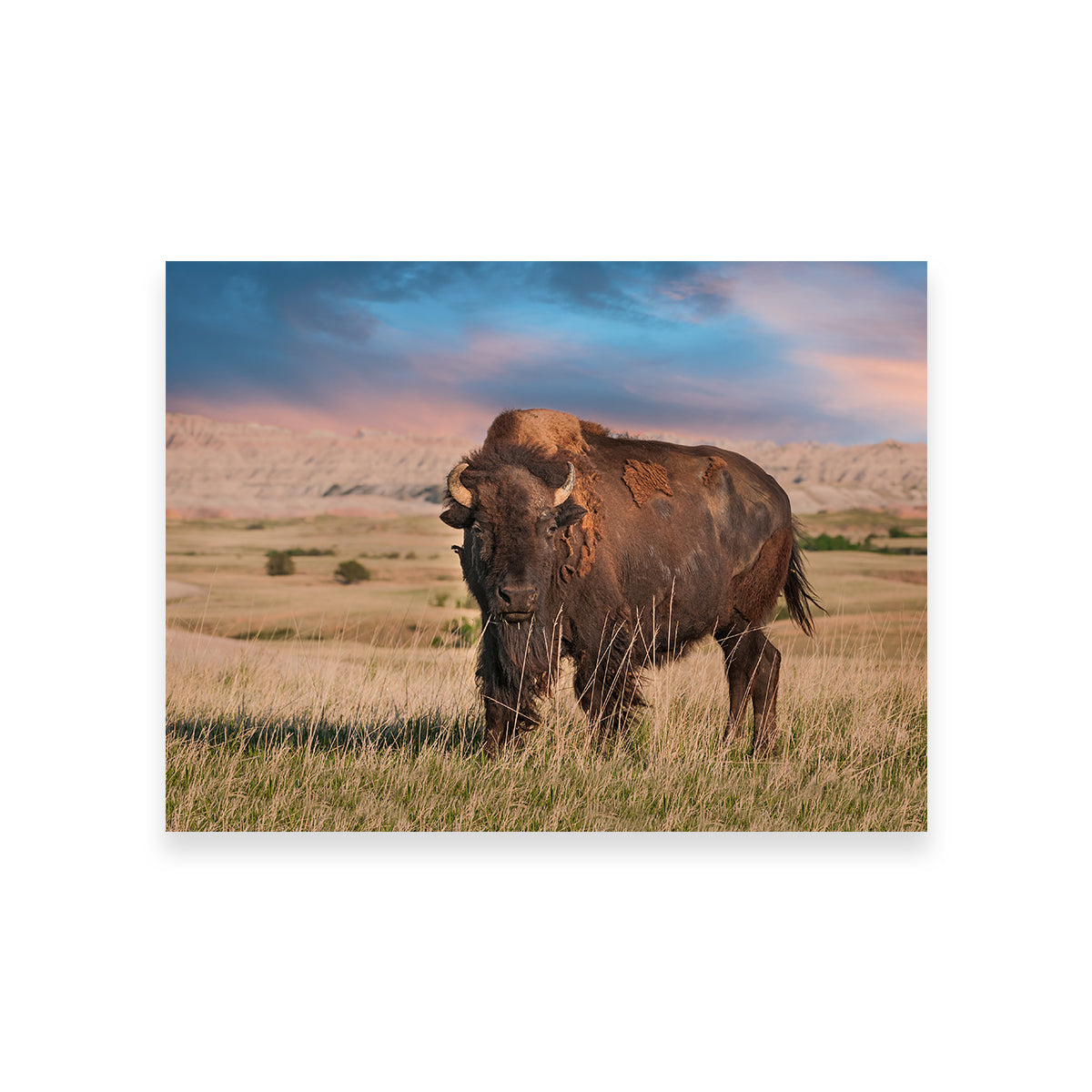 Badlands Bison Bull Wall Art