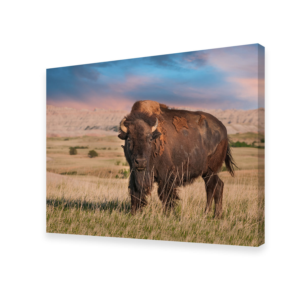 Badlands Bison Bull Wall Art