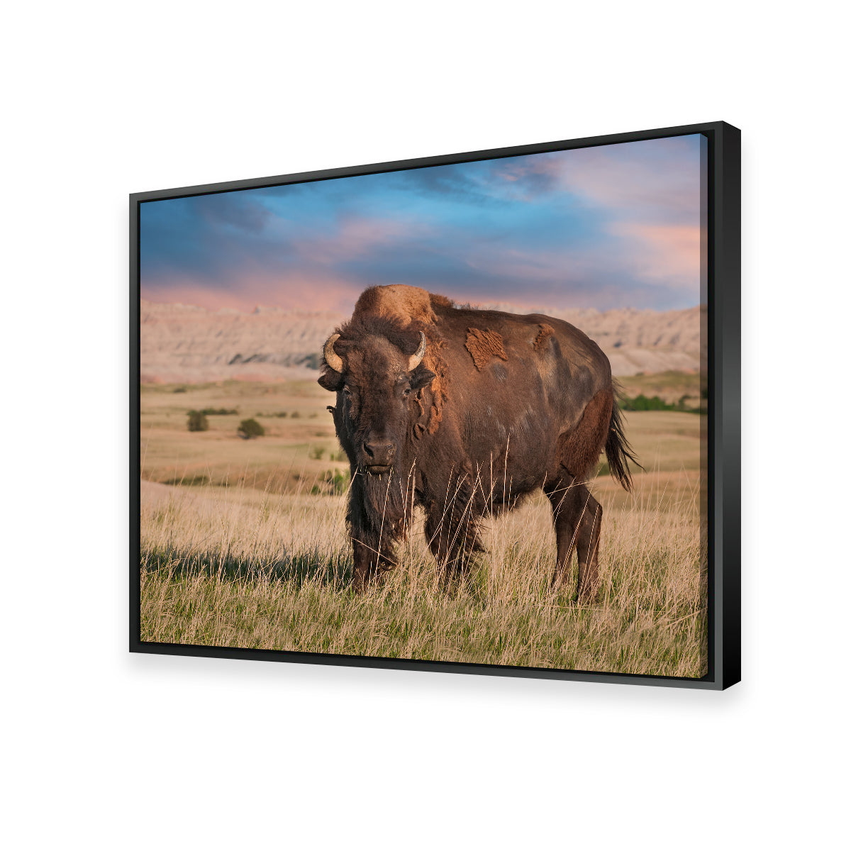 Badlands Bison Bull Wall Art