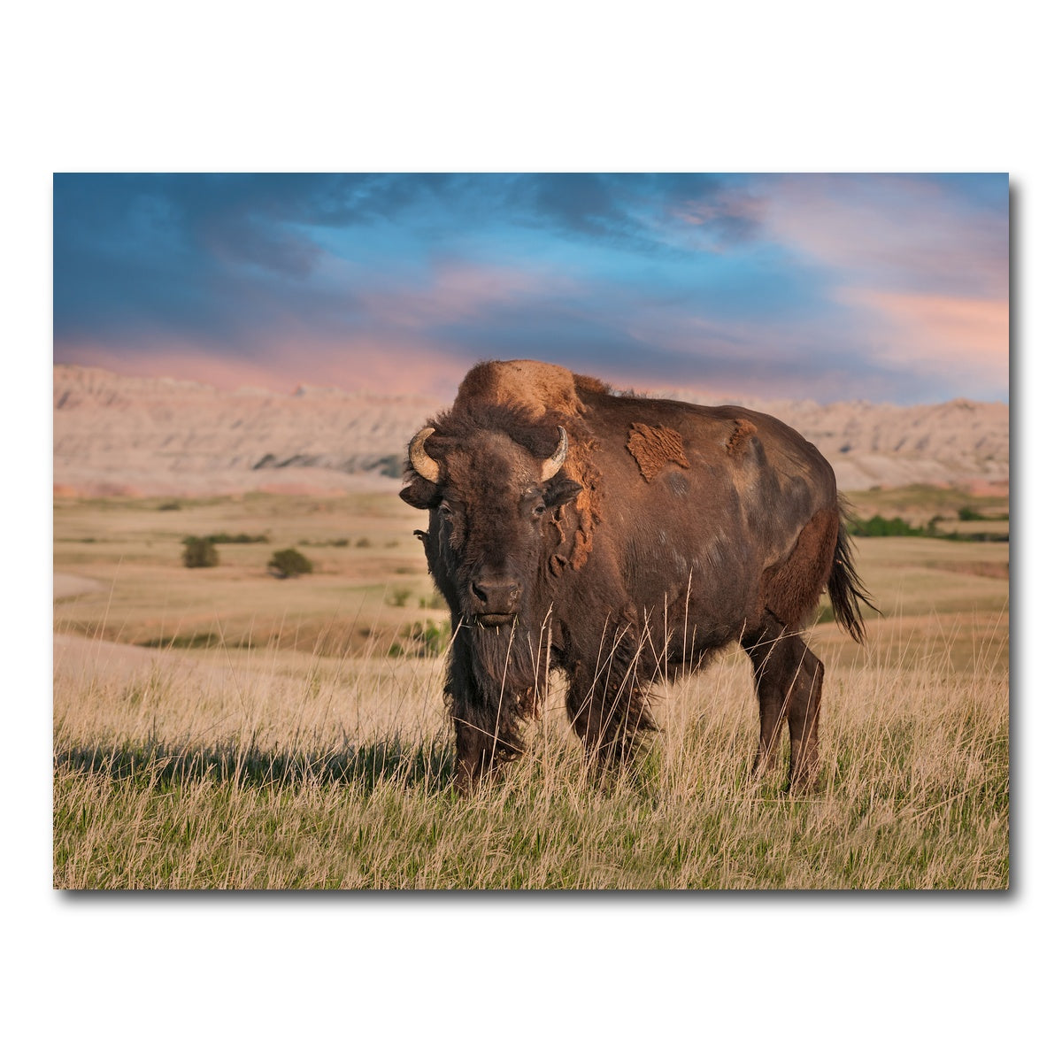 AUTO-MOCKUP WHITE | Badlands Bison Bull | 1 Piece | Gallery Wrap Canvas | group=4x3