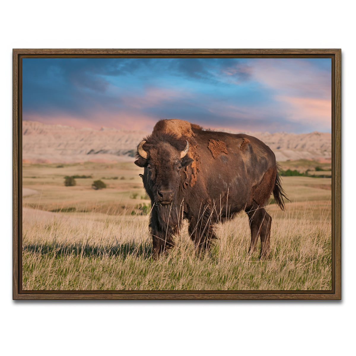 AUTO-MOCKUP WHITE | Badlands Bison Bull | 1 Piece | Walnut Framed Canvas | group=4x3