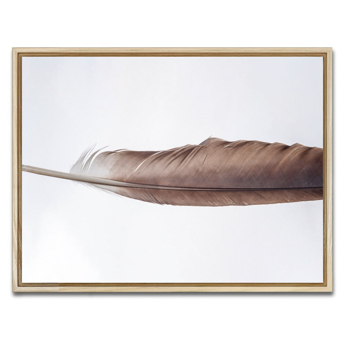 AUTO-MOCKUP WHITE | Bald Eagle Feather | 1 Piece | Natural Framed Canvas | group=4x3