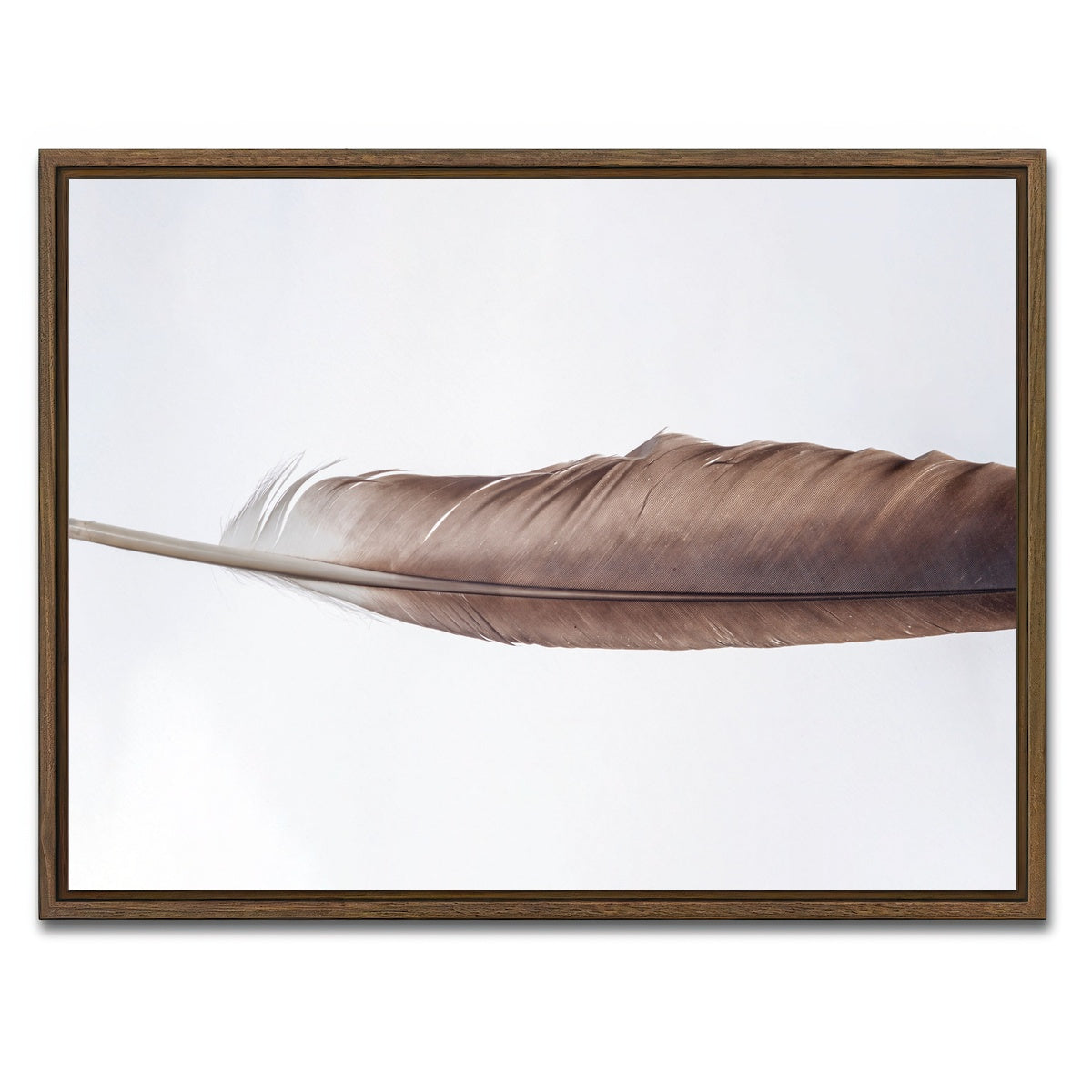 AUTO-MOCKUP WHITE | Bald Eagle Feather | 1 Piece | Walnut Framed Canvas | group=4x3