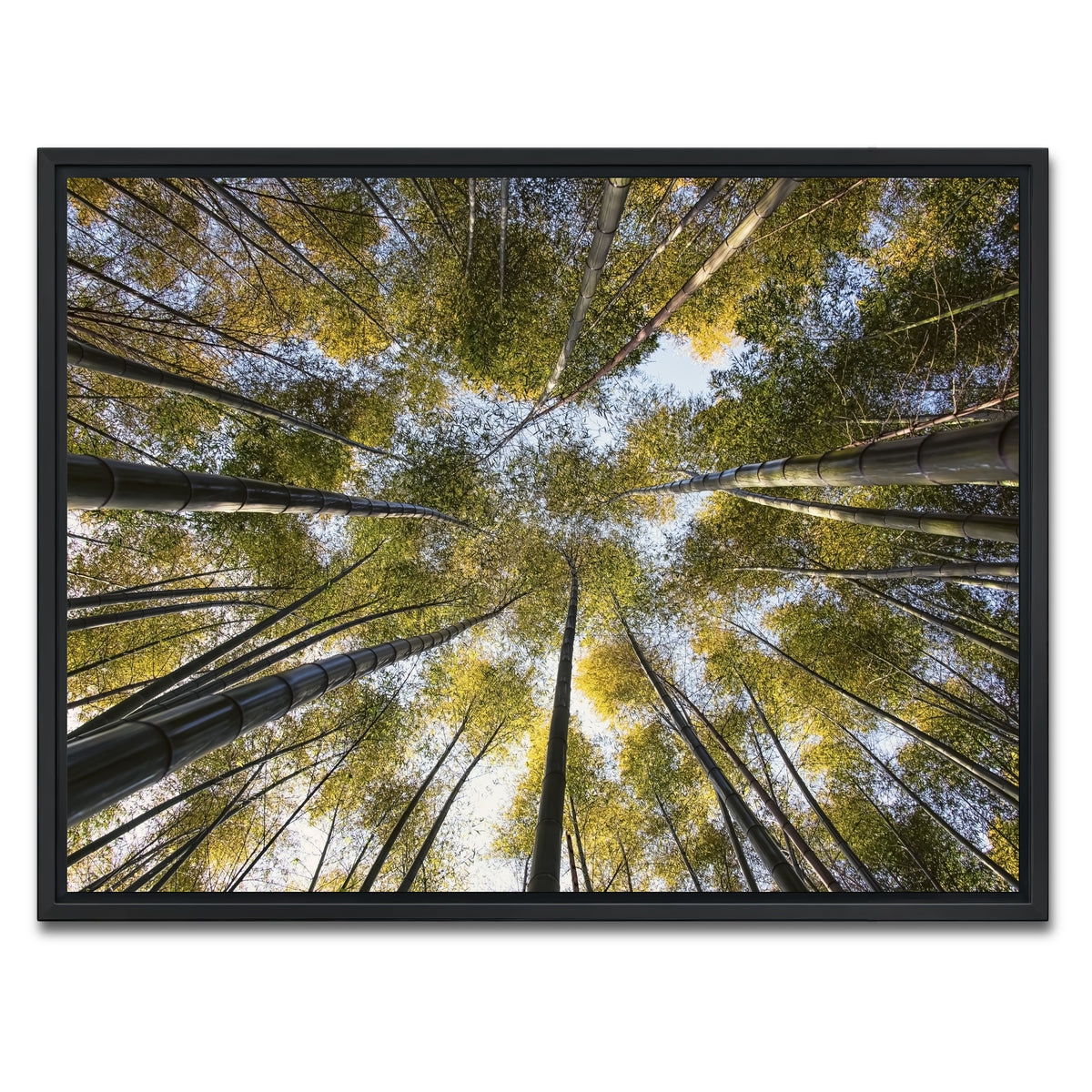 AUTO-MOCKUP WHITE | Bamboo Grove | 1 Piece | Black Framed Canvas | group=4x3
