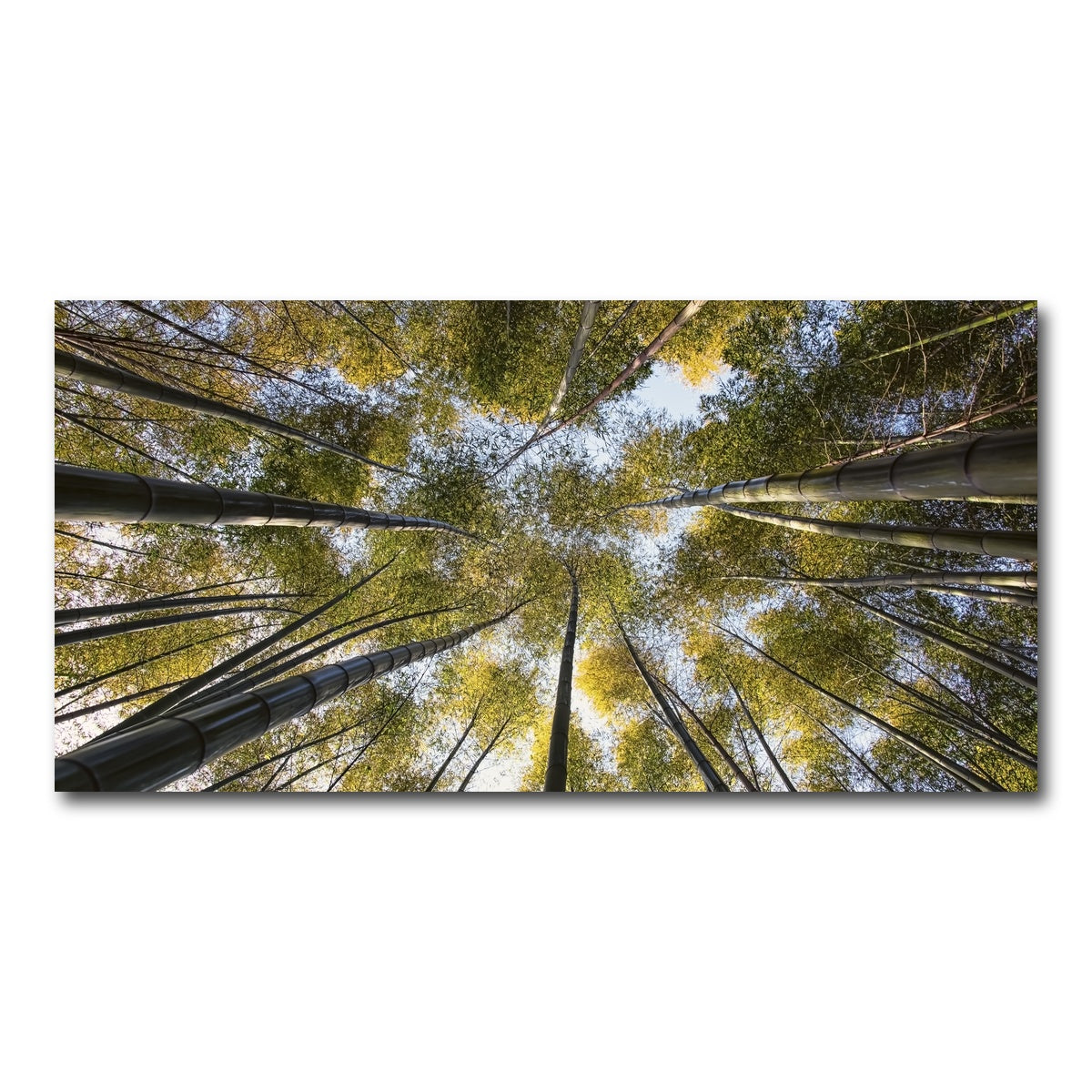 AUTO-MOCKUP WHITE | Bamboo Grove | 1 Piece | Gallery Wrap Canvas | group=2x1