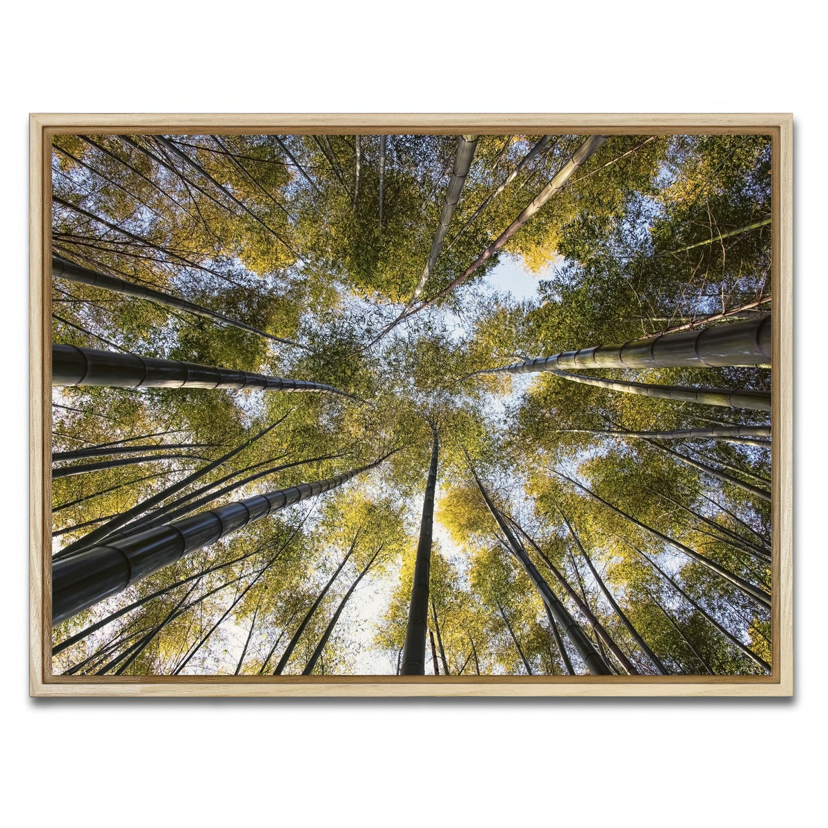 AUTO-MOCKUP WHITE | Bamboo Grove | 1 Piece | Natural Framed Canvas | group=4x3