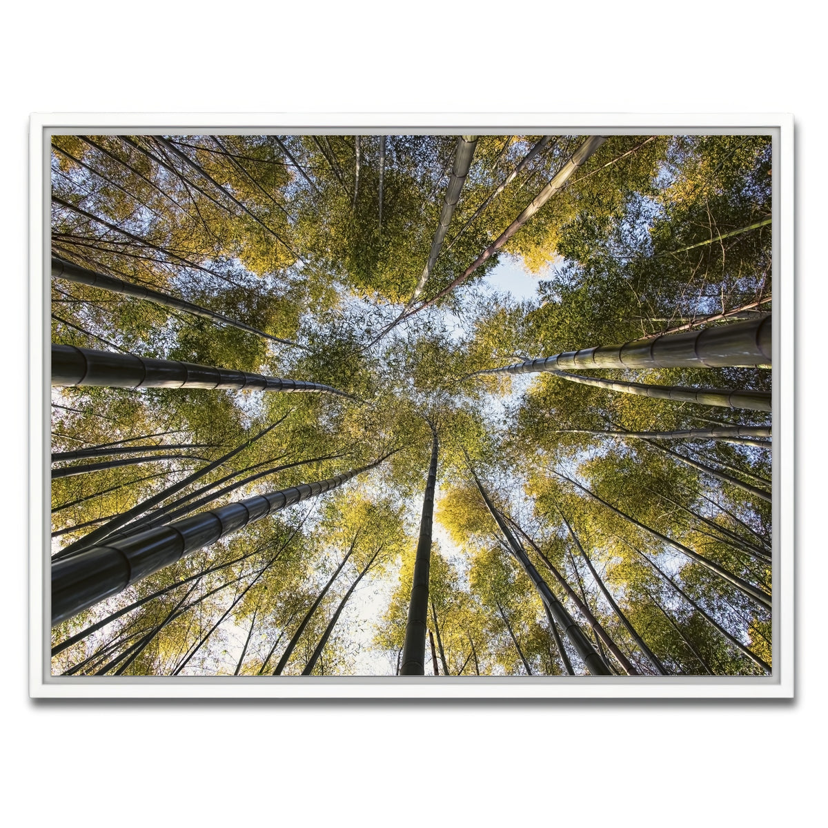 AUTO-MOCKUP WHITE | Bamboo Grove | 1 Piece | White Framed Canvas | group=4x3