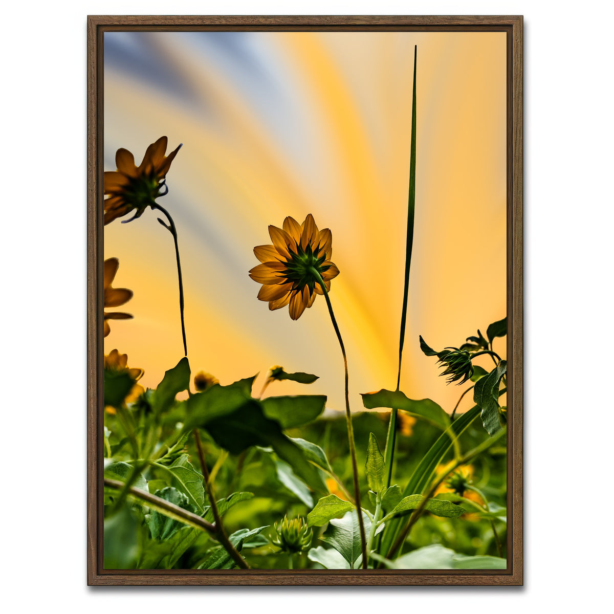 AUTO-MOCKUP WHITE | Beach Sunflowers | 1 Piece | Walnut Framed Canvas | group=3x4