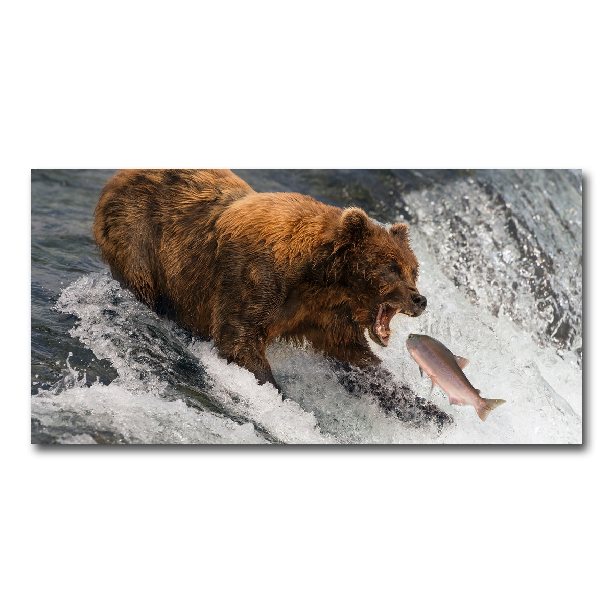 AUTO-MOCKUP WHITE | Bear catching Salmon | 1 Piece | Gallery Wrap Canvas | group=2x1