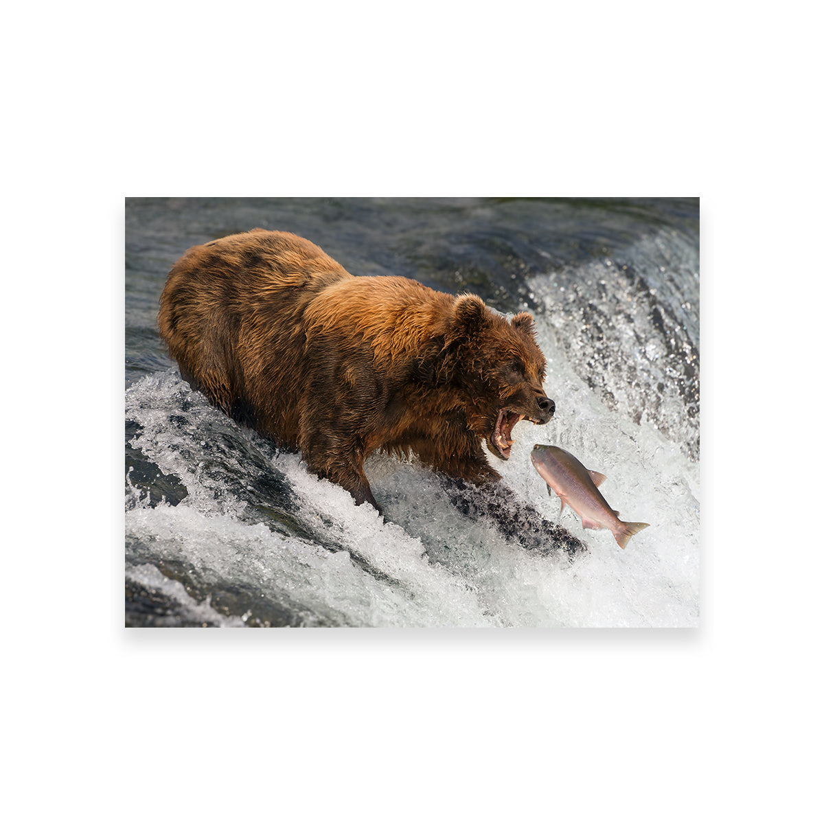 Bear Catching Salmon Wall Art