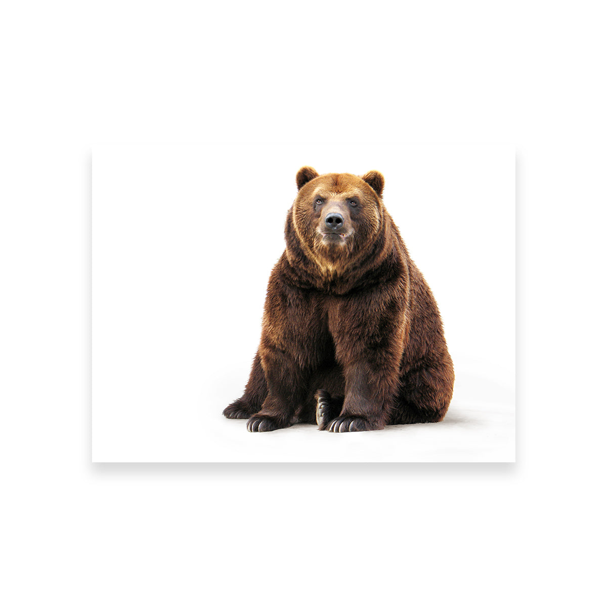 Bear on White Wall Art