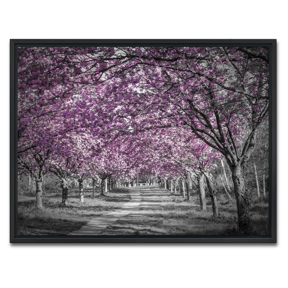 AUTO-MOCKUP WHITE | Beautiful cherry blossom alley in pink | 1 Piece | Black Framed Canvas | group=4x3