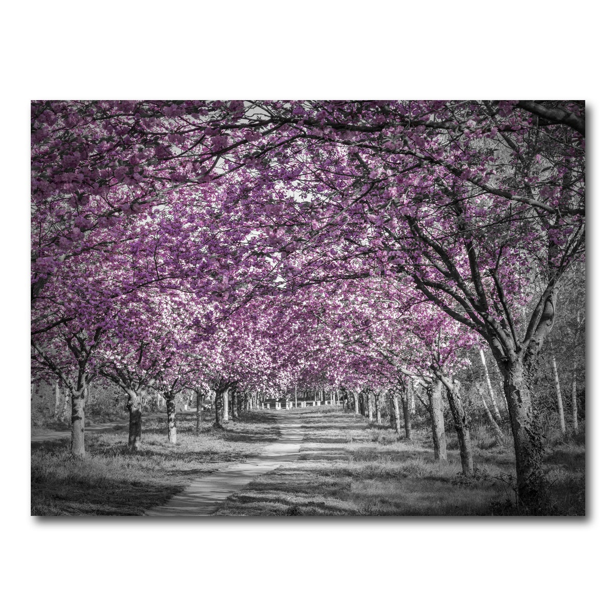 AUTO-MOCKUP WHITE | Beautiful cherry blossom alley in pink | 1 Piece | Gallery Wrap Canvas | group=4x3