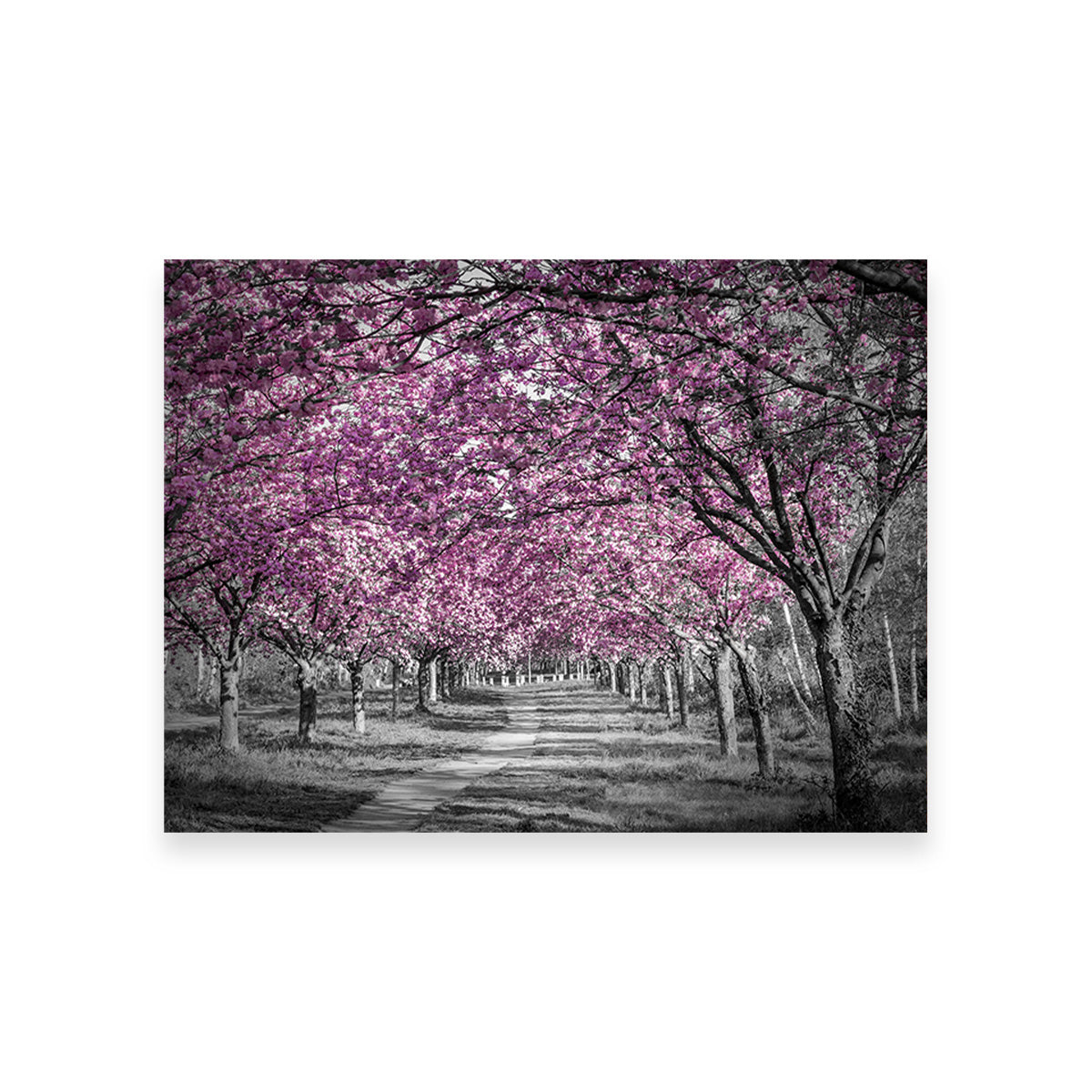 Beautiful Cherry Blossom Alley in Pink Wall Art