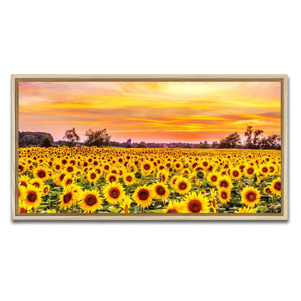 AUTO-MOCKUP WHITE | Bed of Sunflowers | 1 Piece | Natural Framed Canvas | group=2x1