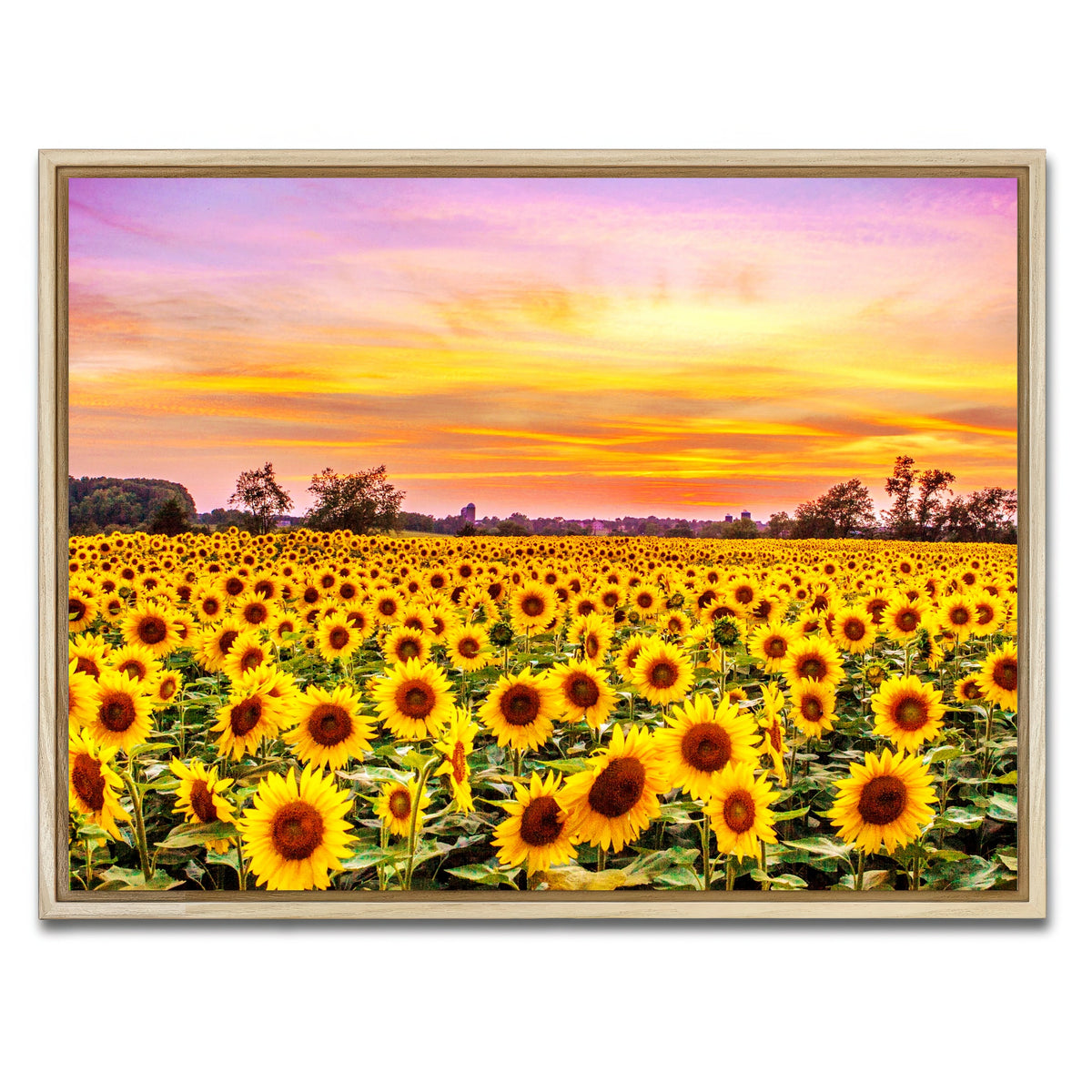 AUTO-MOCKUP WHITE | Bed of Sunflowers | 1 Piece | Natural Framed Canvas | group=4x3