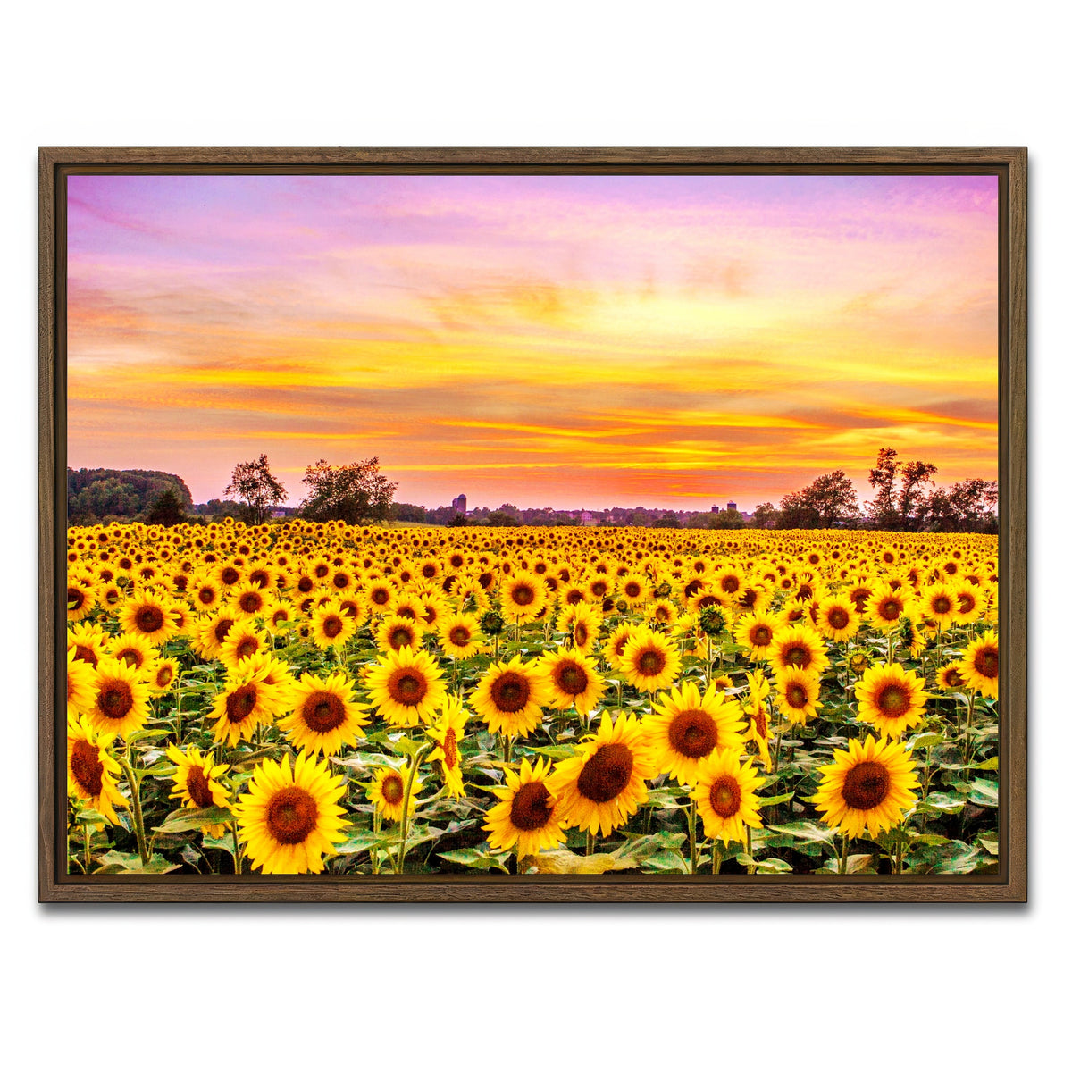 AUTO-MOCKUP WHITE | Bed of Sunflowers | 1 Piece | Walnut Framed Canvas | group=4x3