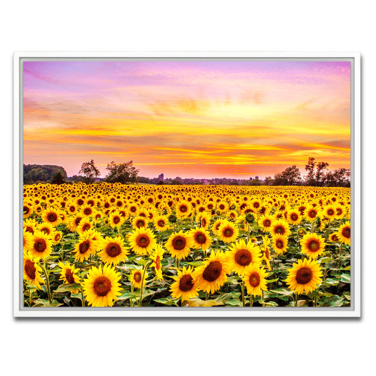 AUTO-MOCKUP WHITE | Bed of Sunflowers | 1 Piece | White Framed Canvas | group=4x3