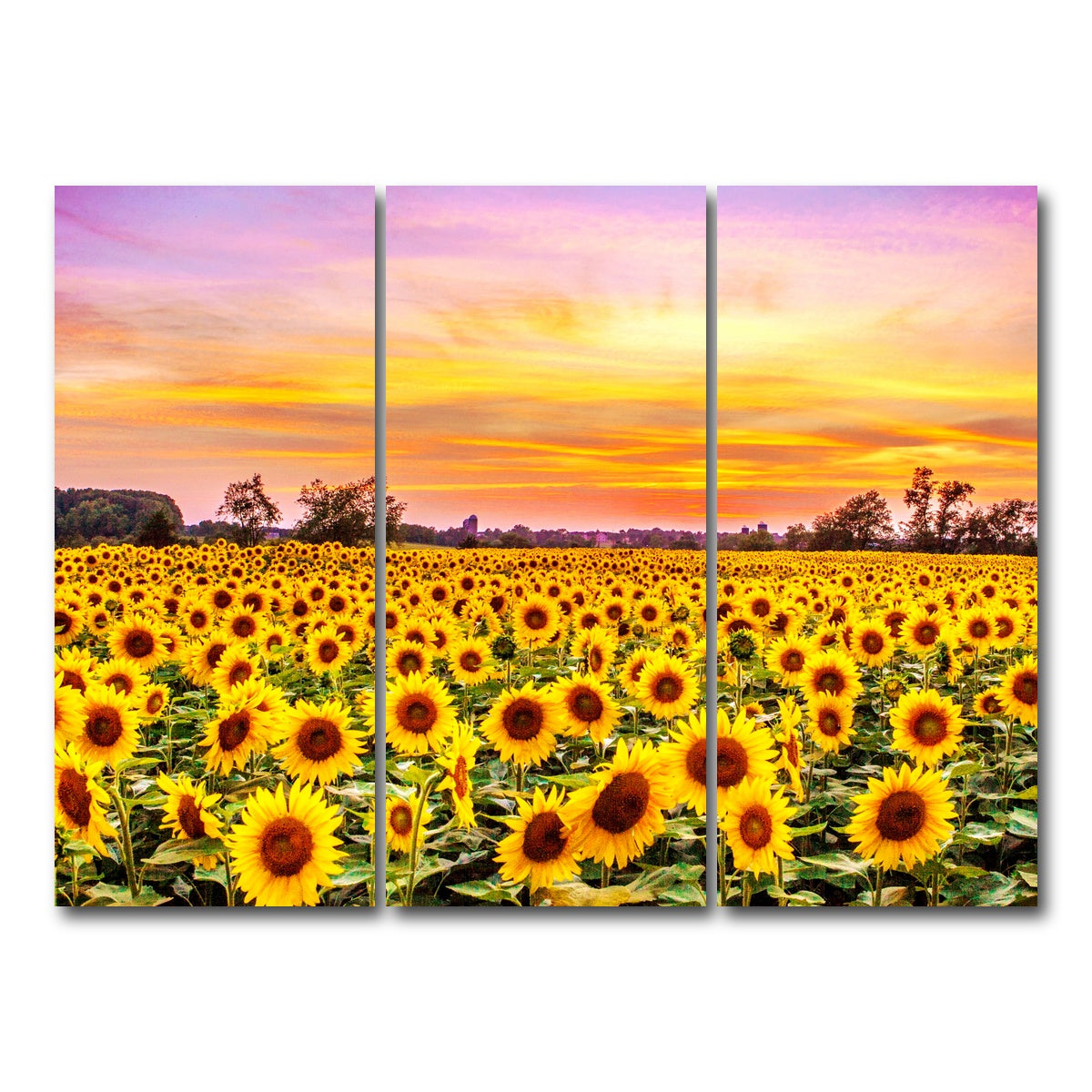 AUTO-MOCKUP WHITE | Bed of Sunflowers | 3 Piece | Gallery Wrap Canvas | group=8x18