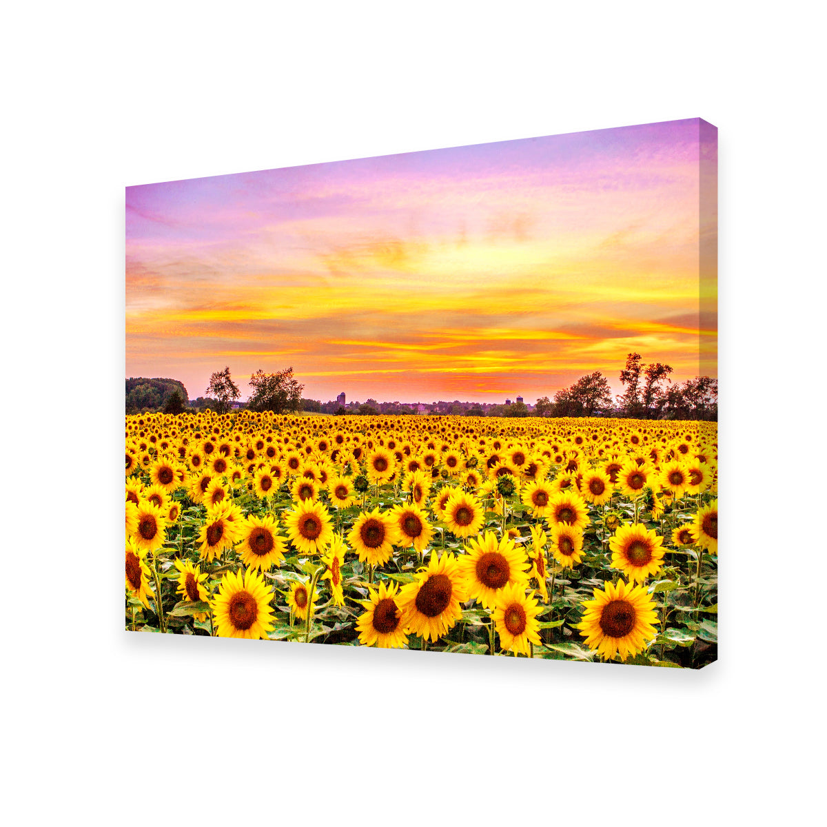 Bed of Sunflowers