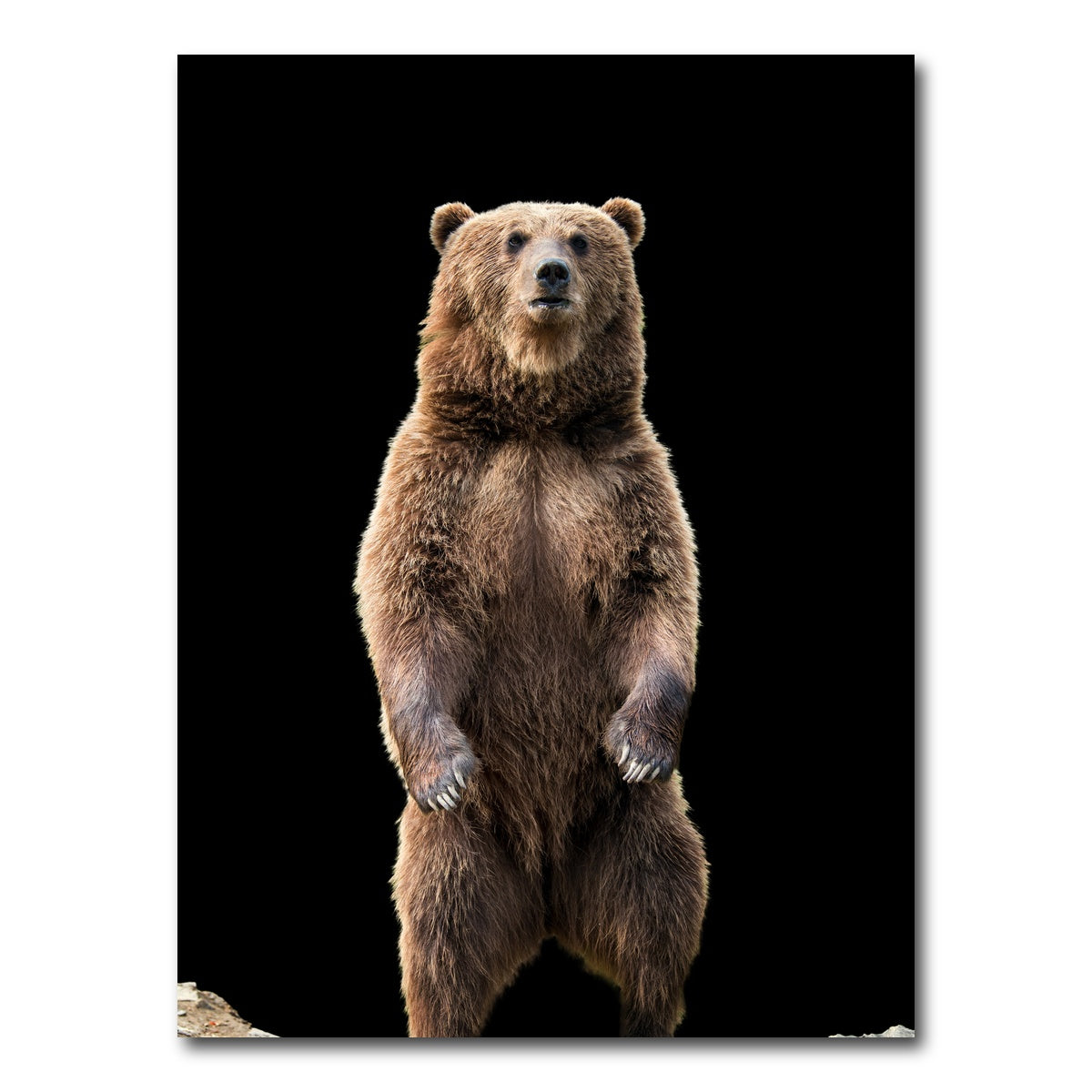 AUTO-MOCKUP WHITE | Big brown bear standing | 1 Piece | Gallery Wrap Canvas | group=3x4